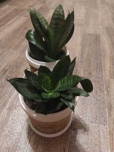 цветы тещин язык: Сансевиерия. Это растение, выращиваемое в домашних условиях — 1