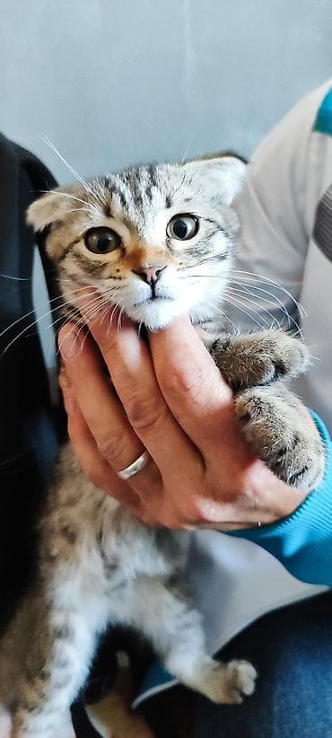 кошка манас: Беспородная, 2 месяца, Девочка, Серый, Приучена к лотку — 2