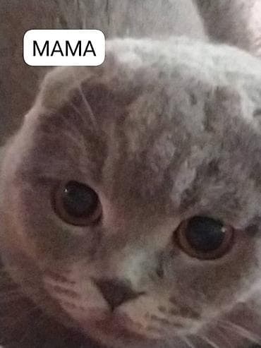 кошки сиамские: Продаётся шотландский котёнок ( мальчик ) скоттиш-страйт от породистых — 6