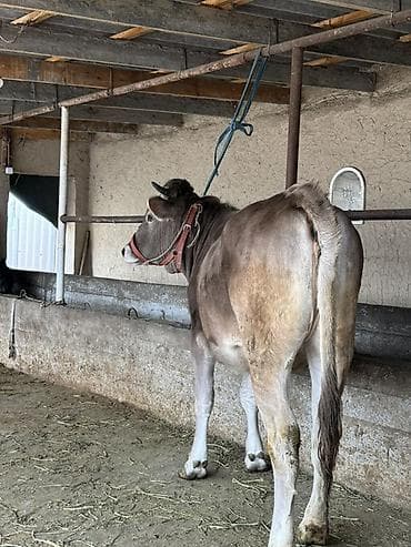 корова молочная: Продаю | Корова (самка), Музоо, торпок | Швицкая | Для разведения, Для молока | Племенные, Отела не было — 5