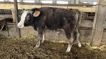 токмок животные: Продаю | Музоо, торпок | Полукровка | На откорм — 3