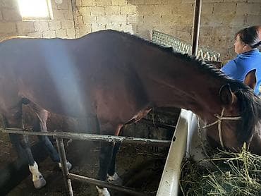 китайская хохлатая собака: Продаю | Жеребец | Рабочий — 4