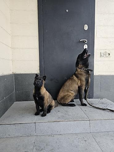щенята: Щенок бельгийской овчарки малинуа Девочка 3месяцев с Документами все — 3