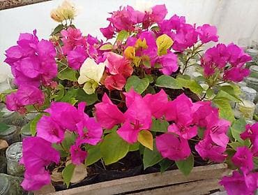 Кухонные принадлежности: Саженцы цветка — 1