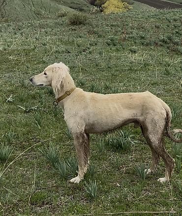 охотничий сабака дратхар: 1 год, Самец — 2