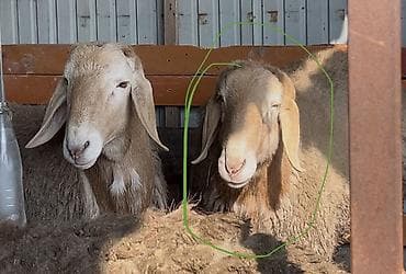 кандек собака: Сатам | Кочкор (эркек) | Арашан | Көбөйтүү үчүн | Асыл тукумдуу, Жасалма жол менен боозутуу — 2