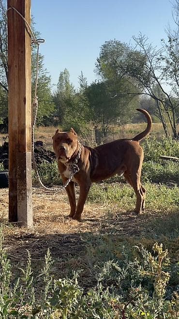 геккон купить: Кобель крупного атлетичного типа, окрас рыжий с белой грудью. Корпус — 6
