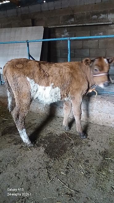 кохинхин мраморный: Продаю | Бык (самец) | На откорм | Привязанные — 2