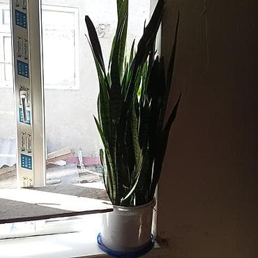 замиокулькас цена: СРОЧНАЯ ЦЕНА 1300, сансиверия, ВЫСОТА ВЫШЕ 1,50м — 2