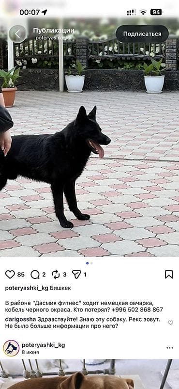 каракол собаки: Пропала Немецкая овчарка, кобель, полностью чёрного окраса. Послединий — 1