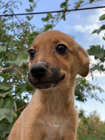 продажа собак бишкек: Отдадим щенков в заботливые руки. Прививки поставлены, от паразитов — 6