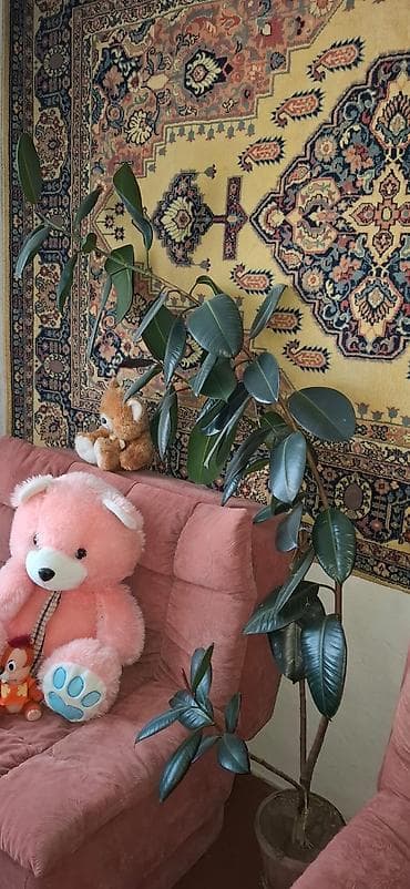 фикус черный принц купить: Фикус эластика (каучуконосный), взрослое комнатное растение. - — 1