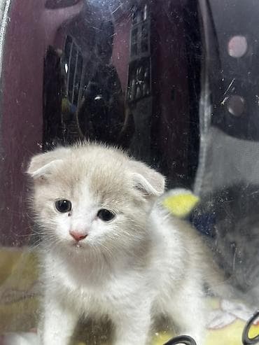 Котята, домашнее разведение. - Порода/тип: домашние короткошёрстные