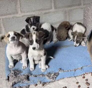 кошачий питомник в бишкеке: Умные, щеночки звоночки отдадим в добрые руки💕 — 1