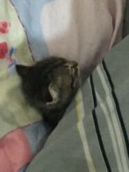 цена шотландского вислоухого кота: Скотиш Фолд (Шотландская вислоухая), 3 месяца, Мальчик, Биколор, Приучена к лотку, Проглистована — 10