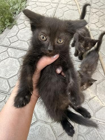 Үй жаныбарлары: Котята из одного помёта - Возраст: 2,5 месяца - Окрас: несколько — 1