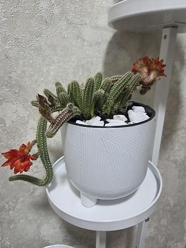 опоры для цветов: Каллигенусный кактус (Chamaecereus silvestrii, «арахисовый кактус» — 8