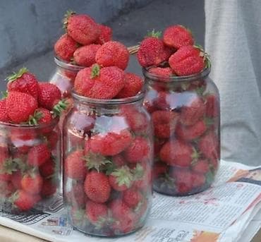 долгоиграющая клубника: Продаю рассады клубники. Сорт Виктория. Крупный голландский. Очень — 3