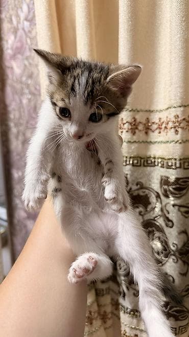 стрижка животных: Продаю котенка: мальчик!Мама бенгальская, папа турецкая Ангора — 3