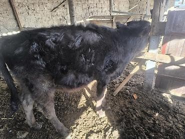 Продаю | Музоо, торпок | На откорм at lalafo.kg Продаю | Музоо, торпок | На откорм