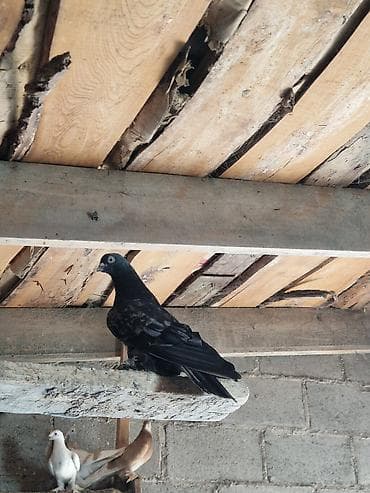 большие ящики: Порода: СРОЧНО МОГУ ПРОДАТЬ ОПТОМ ЦЕНОЙ НЕ ОБИДЕМ декоративные голуби — 9