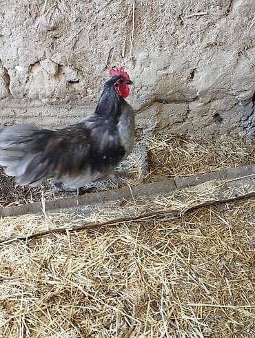 короз гул: Сатам | Короздор | Көбөйтүү үчүн — 4