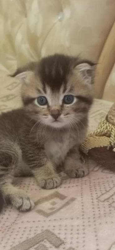 шотлан: Шотландский котёнок с вислоухостью (Scottish Fold) классического — 4