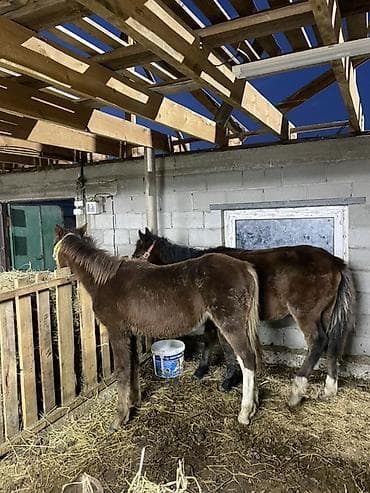 оптом козу: Продаю | Жеребенок | Рабочий — 2