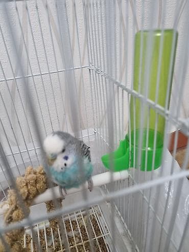 Волнистый попугай с клеткой и сенегальское просо и корм в подарок at lalafo.kg Волнистый попугай с клеткой и сенегальское просо и корм в подарок