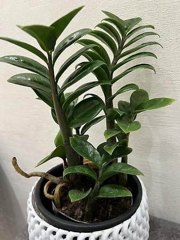 Үй жана бакча: Замиокулькас зензи по 7,8 кустов в одном горшке (Zamioculcas — 1