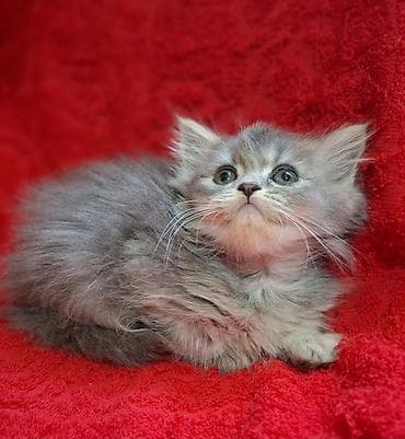 шотландская кошка прямоухая: Скотиш Страйт (Шотландская прямоухая), 2 месяца, Мальчик, Приучена к лотку, Проглистована — 10
