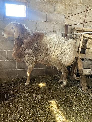 Другие животные: Продаю | Баран (самец) | На забой, Для разведения — 1
