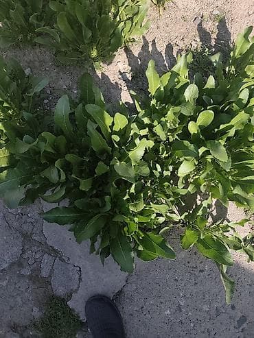 Продам коринь хрен сами будете копать Примерно 30 кг будеть