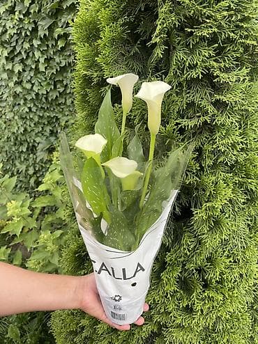 чехии: Калла (Zantedeschia) в горшке - Окраска цветков: классический белый - — 3