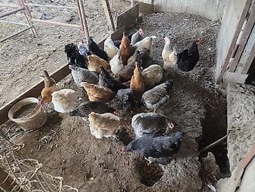 шотландская кошка цена бишкек: Продаю домашние куры — 3