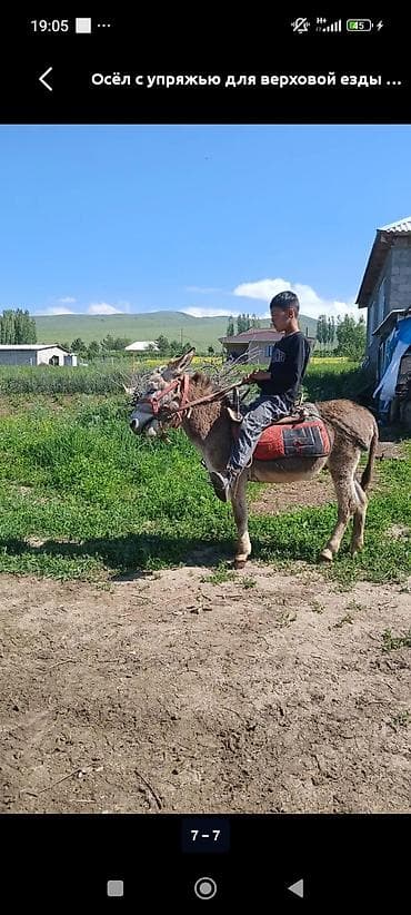 эшек жаныбар: Осёл с полной упряжью для верховой езды. Комплектация: - седло с — 2