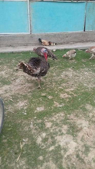 Продам с/х животных: Продаю | Индюк (самец) | Полукровка | Для разведения | Племенные — 2