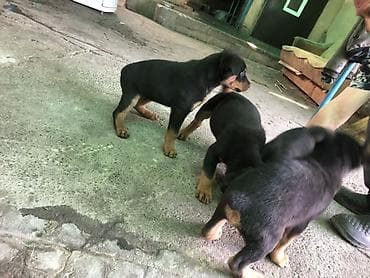 питбуль 1000: Щенки метисы мама овчаркапапа ротвейлервозраст 2 месяца — 3