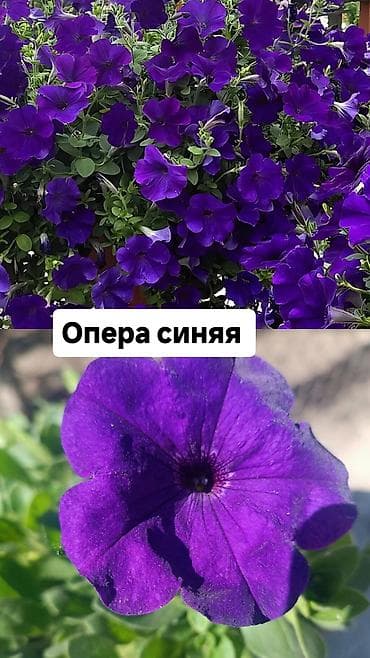 морская капуста купить: Самовывоз — 4