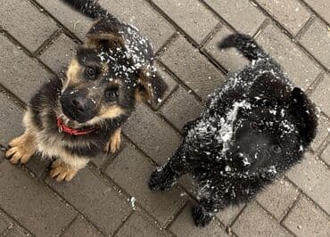 восточно европейская овчарка цена: ЩЕНКИ НЕМЕЦКОЙ ОВЧАРКИ – ОСТАЛОСЬ 2 ЩЕНКА! В продаже 2 щенка: 1 — 1