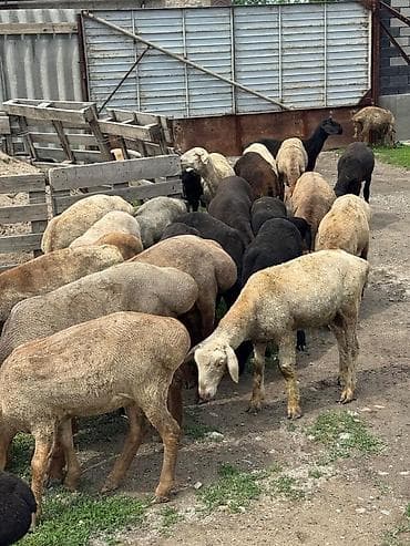 продажа домашних животных: Продаю | Овца (самка), Баран (самец) | Гиссарская, Полукровка, Меринос | На забой, Для разведения | Осеменитель, Ярка — 8