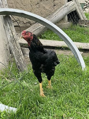 индоутка цыплята: Продаю | Петух | Бойцовая | Для разведения — 2