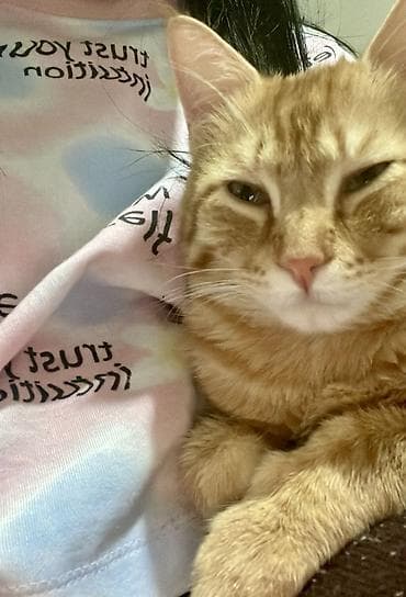 кошки в бишкеке: Кошка даром: Беспородная, 5 месяцев, Мальчик — 3
