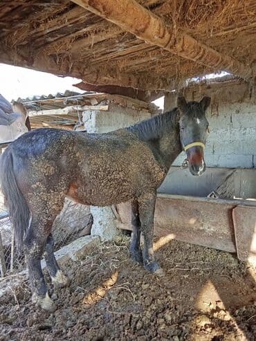 домик для собака: Продаю | Кобыла (самка) | На забой | Осеменитель — 1