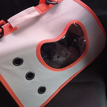 породистые котята: Котята от породистых родителей. Объявляю бронь😻 - Папа — 5