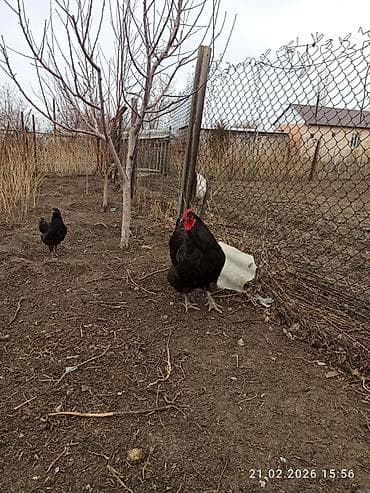 Айыл-чарба жаныбарлары: Сатам | Короздор | Үй | Көбөйтүү үчүн — 3