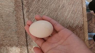 яйца инкубатор: Домашние куриные яйца Продам оплодотворённые яйца кур породы Адлер — 3