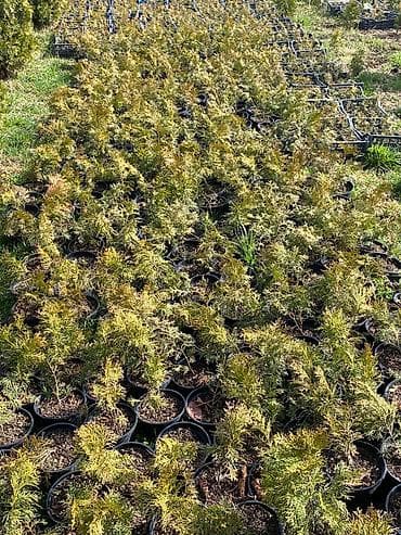 Садовая мебель: Саженцы деревьев: Туи — 5