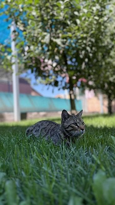 Үй жаныбарлары: 🐾 Продаётся бенгальский котик 🐱 Продаётся бенгальский кот окраса — 2