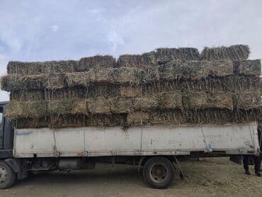 мейн кун бишкек питомник lyubushka купить котенка цена: Сено в тюках - Прессованные прямоугольные тюки сена, уложенные для — 2